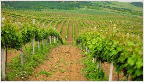 Агротехнические мероприятия в виноградниках