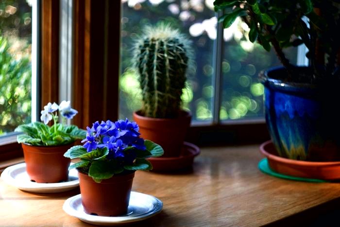 Как ухаживать за домашними растениями