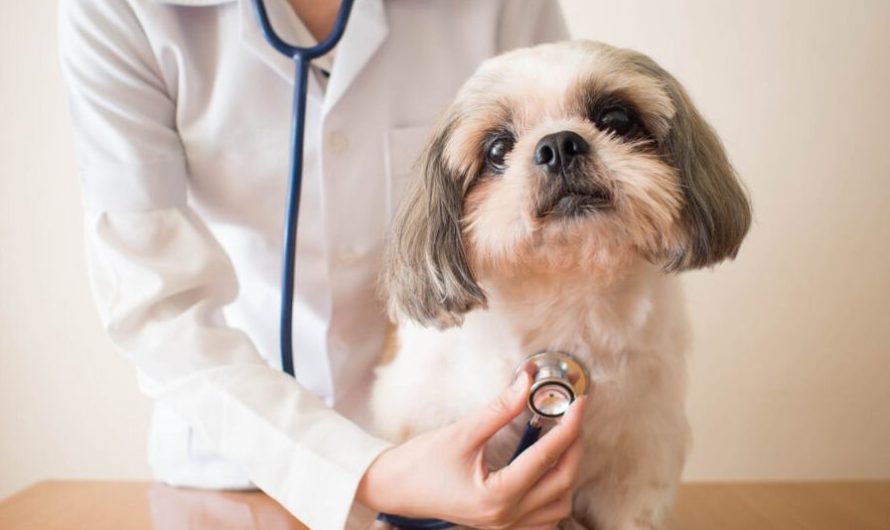 The Vital Role of Animal Clinics in Pet Health and Welfare