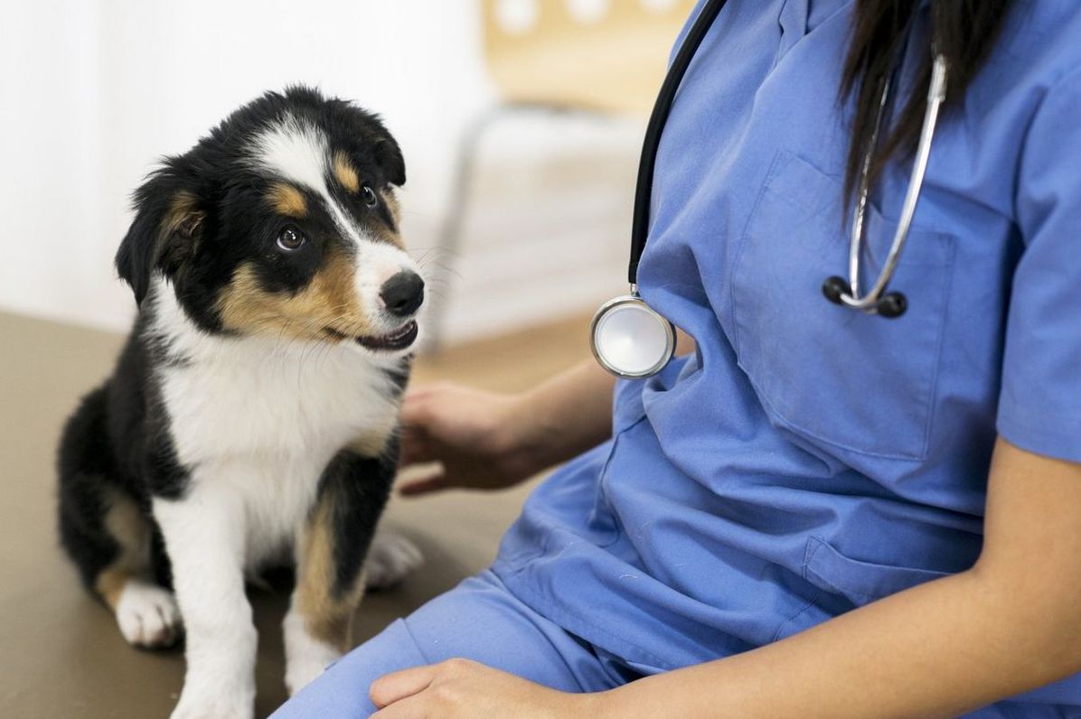 The Vital Role of Animal Clinics in Pet Health and Welfare